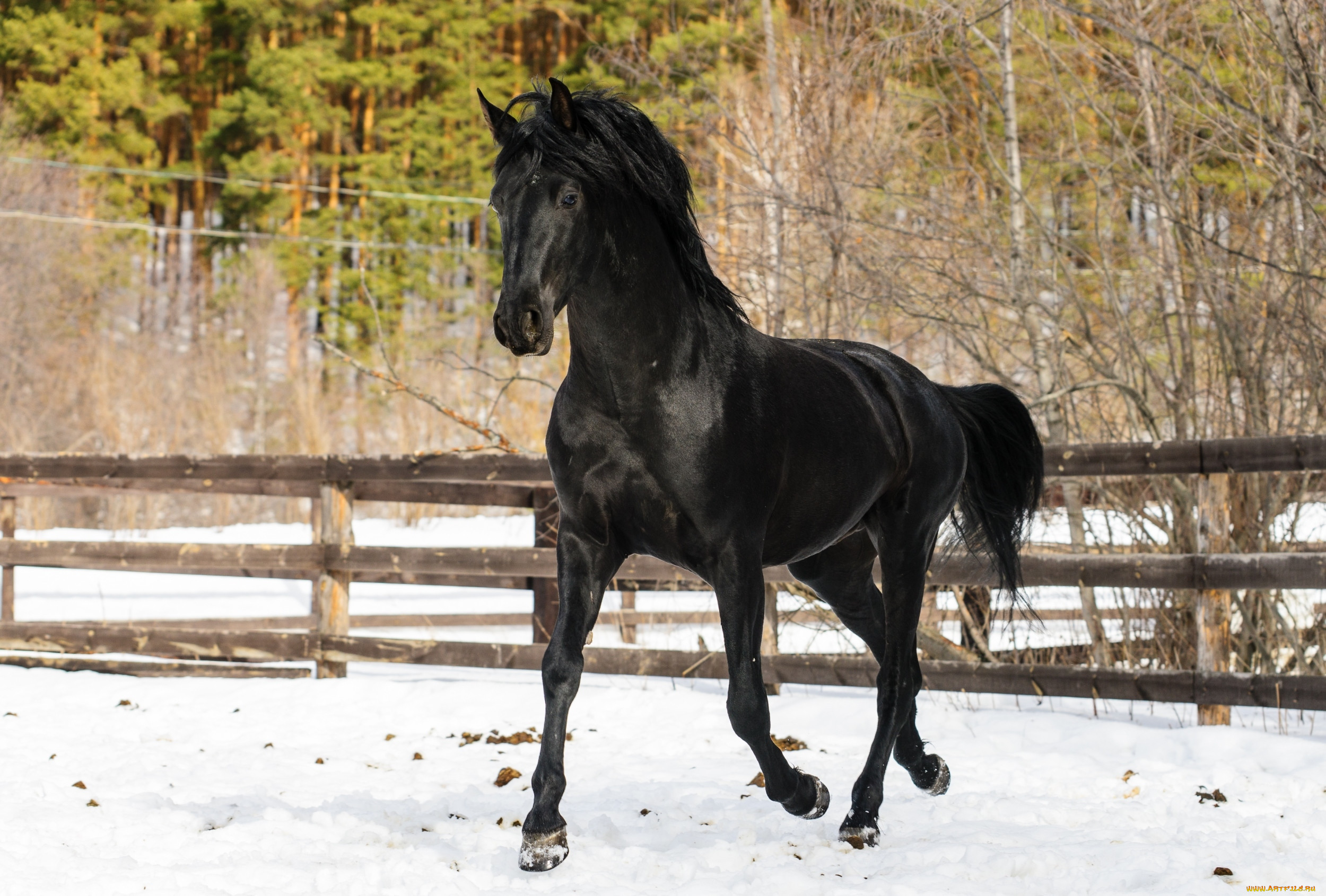 Лошадь Орловский рысак черный